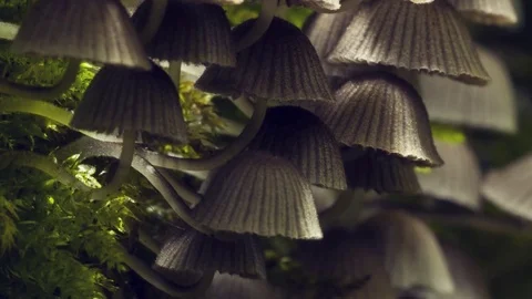 Mushrooms growing from the moss on the tree Stock-Footage 74331338