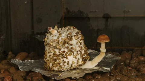 Mushrooms growing with pf tek time lapse Stock Footage 264102086