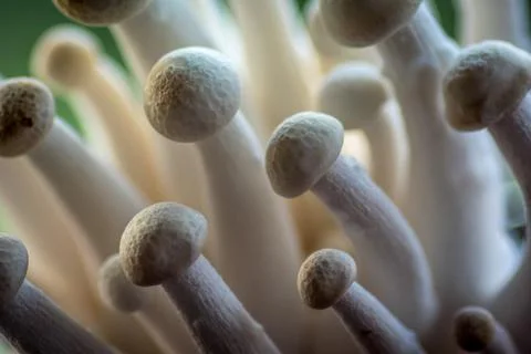 Mushrooms growing in same direction, macro Stock Photos