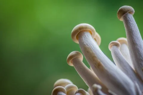 Mushrooms growing in same direction, macro Stock Photos