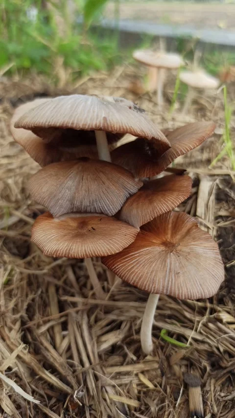 Mushrooms Growing on Straw Stock Footage 310476520