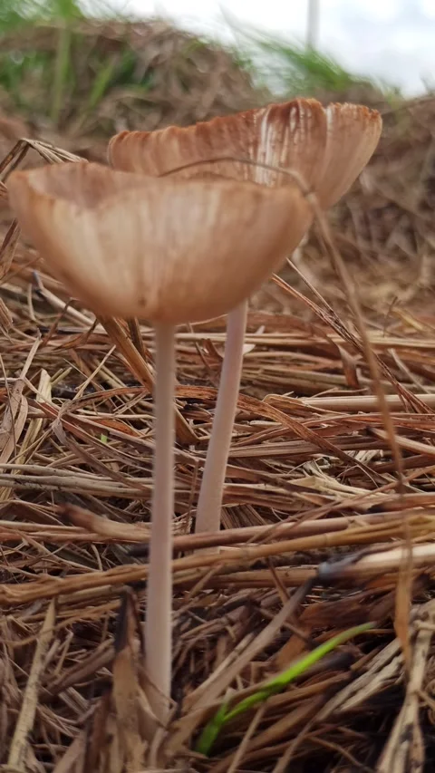 Mushrooms Growing on Straw Stock Footage 310476592