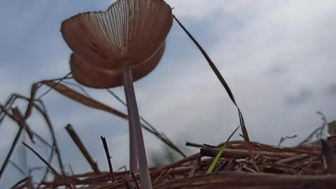 Mushrooms Growing on Straw Stockbeeldmateriaal 310476605