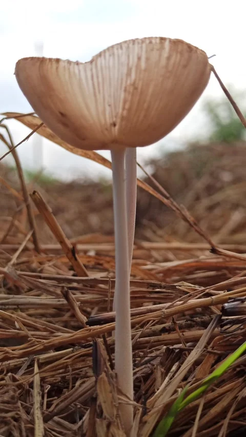 Mushrooms Growing on Straw Stockbeeldmateriaal 310476633