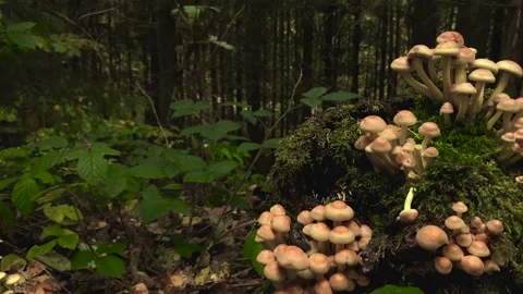 Mushrooms growing on a stump in a dense forest Stock Footage 218992605