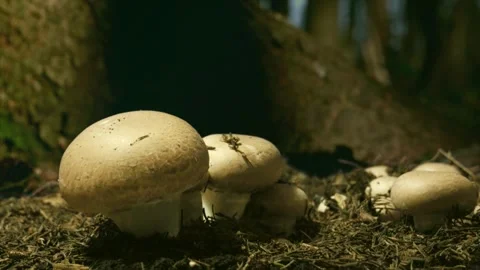 Mushrooms Growing in Time-Lapse Stock Footage 316670366