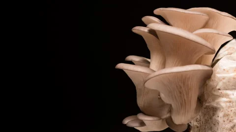 Mushrooms growing time lapse macro mushroom close up. Oyster mushroom life cycle Stock Footage 252332419