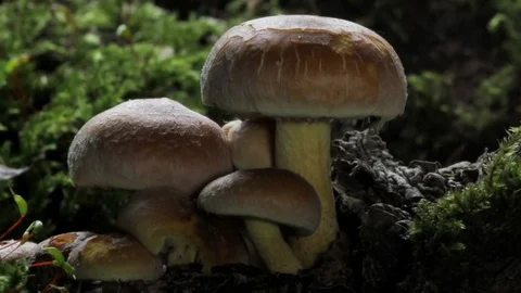 Mushrooms growing time-lapse in the wild forest. Quickly growing mushrooms. Stock Footage