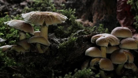 Mushrooms growing time-lapse in the wild forest. Quickly growing mushrooms. Stock Footage