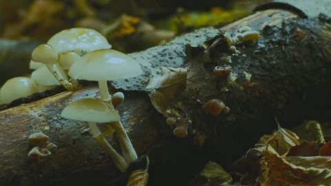 Mushrooms Growing Time-Lapse In The Wild Forest. Quickly Growing Mushrooms Stock Footage 220801694