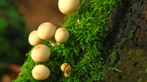 Mushrooms Growing On A Tree And On Moss Video stock 37208031