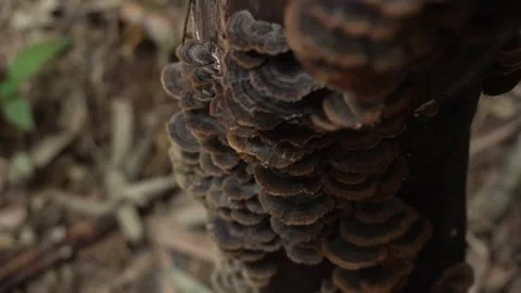 Mushrooms growing in a tree crevice Vídeo Stock 334775823