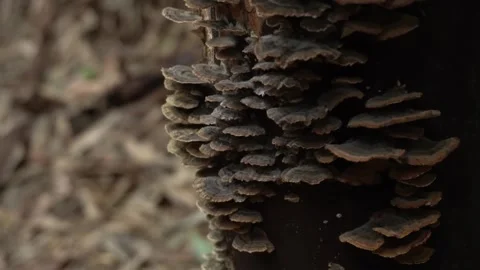 Mushrooms growing in a tree crevice Vídeo Stock 334775829