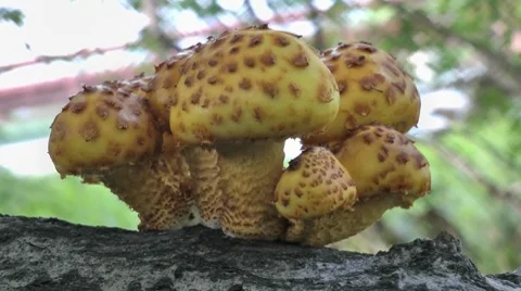 Mushrooms growing on a tree Stock-Footage 8524799