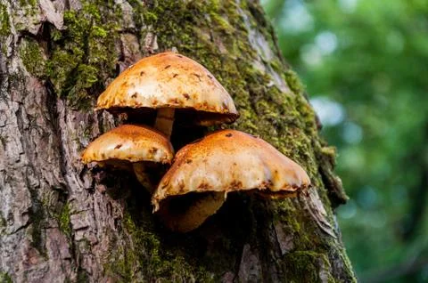Mushrooms growing on the tree Stock Photos