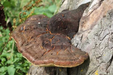 Mushrooms growing on tree Foto stock