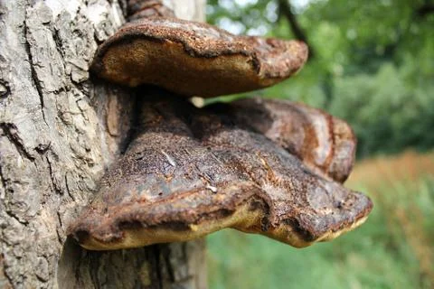 Mushrooms growing on tree Foto stock