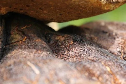Mushrooms growing on tree Foto stock