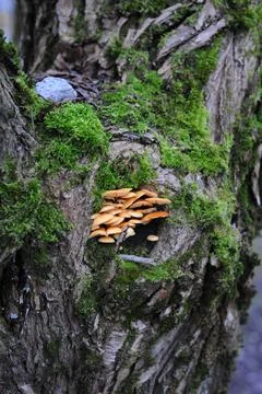 Mushrooms growing in a tree Stock Photos