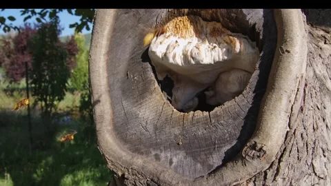 Mushrooms Growing in Tree Stump. Stock Footage 306335578