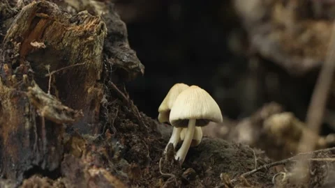 Mushrooms growing on tree trunk after rain Stock Footage 207482098