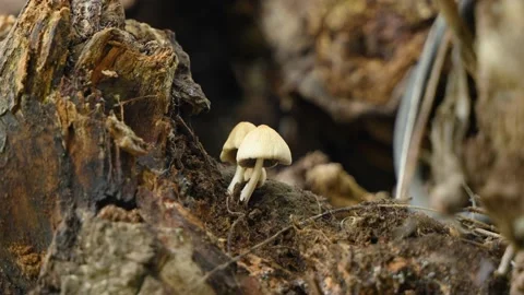Mushrooms growing on tree trunk after rain Stock Footage 207657944