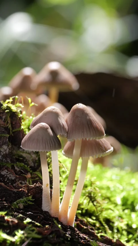 Mushrooms growing on a tree trunk in the autumn forest. Stock Footage 346455524