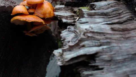 Mushrooms growing on a tree trunk Stock Footage 94884988