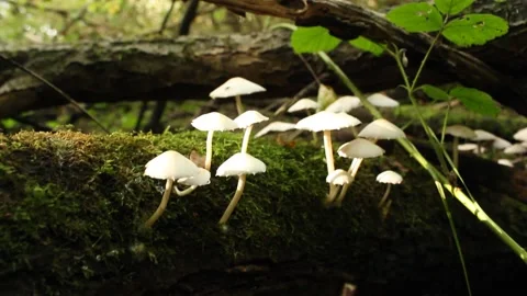 Mushrooms Growing on Tree Trunk Stock Footage 224954839