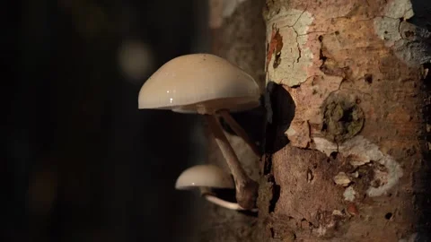 Mushrooms growing on a tree trunk in a forest during early morning light Stock Footage 317694047