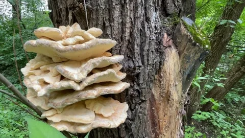 Mushrooms growing on tree trunk in lush forest, suitable as a nature backgrou Stock Footage 340825641