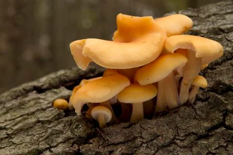 Mushrooms growing on tree trunk Stock Photos