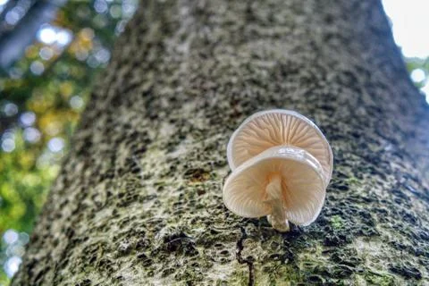 Mushrooms growing on a tree trunk Stock Photos