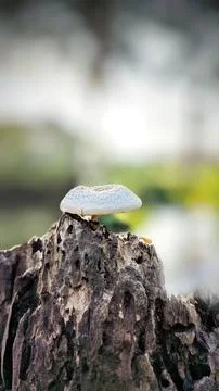 Mushrooms growing on tree trunks Stock Photos