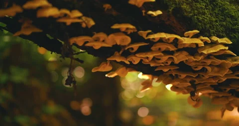 Mushrooms growing on trees Stock Footage 162524095