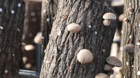 Mushrooms in growing trees Video stock 302949356