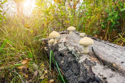 Mushrooms growing on the trunk Stock Photos