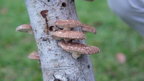Mushrooms grown on the tree trunk in forest Video stock 94882429