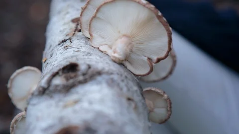 Mushrooms grown on the tree trunk in forest Video stock 94882453