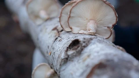 Mushrooms grown on the tree trunk in forest Stock Footage 94882464