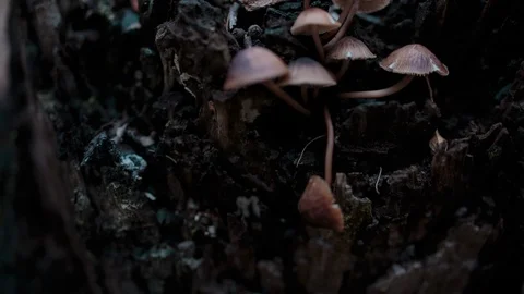 Mushrooms grown on the tree trunk in forest Stock Footage 94884956