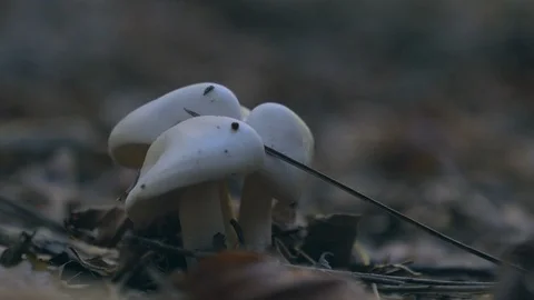 Mushrooms grows in the forest Stock Footage 122197663