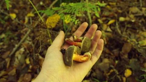 Mushrooms on hand Video stock 150483895
