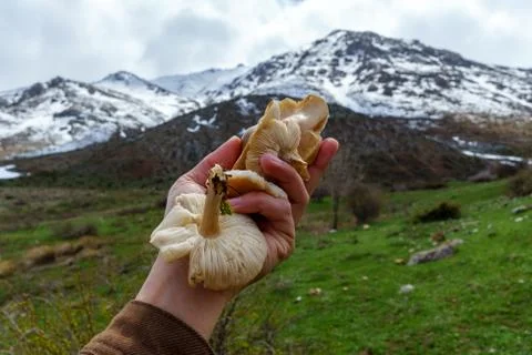 Mushrooms on the Hand Stock Photos