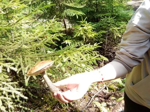 Mushrooms in hands Stock Photos