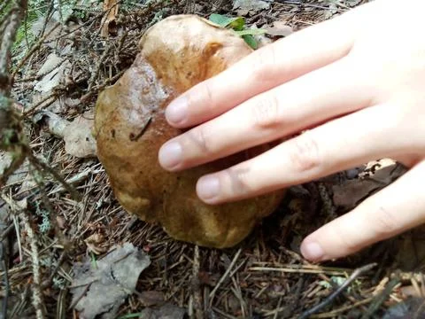 Mushrooms in hands Stock Photos