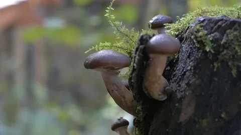 Mushrooms on hemp with moss Video stock 81429274