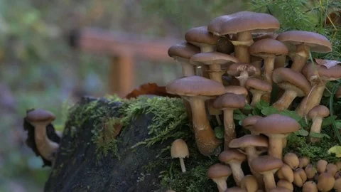 Mushrooms on hemp with moss view  Video stock 81430316