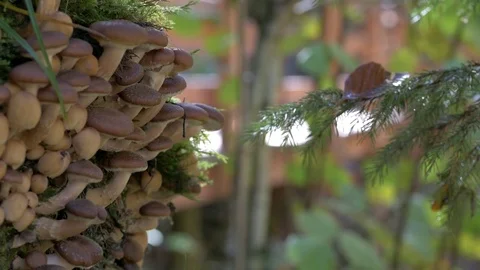 Mushrooms on hemp with pine tree view Video stock 81429316