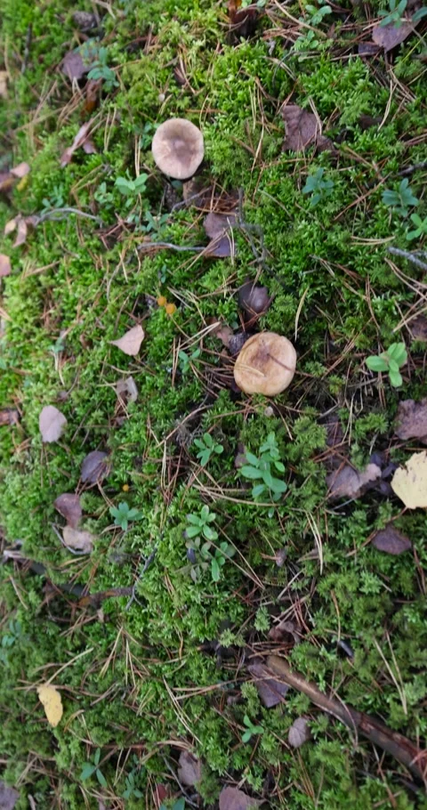 Mushrooms hidden in the forest, a wild forest in a sunny, warm autumn with a lot Stock Footage 314407047